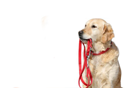 Passeggiata contro la violenza di genere e sugli animali